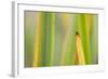 Autumnal Reeds and Grasses Abstract, Forsinard Flows Rspb Reserve, Sutherland, Scotland, UK-Peter Cairns-Framed Photographic Print