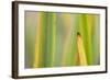 Autumnal Reeds and Grasses Abstract, Forsinard Flows Rspb Reserve, Sutherland, Scotland, UK-Peter Cairns-Framed Photographic Print