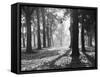 Autumnal Scene-null-Framed Stretched Canvas