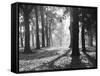 Autumnal Scene-null-Framed Stretched Canvas