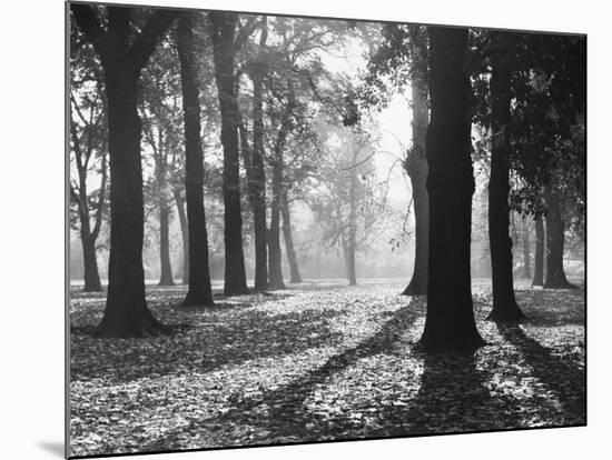 Autumnal Scene-null-Mounted Photographic Print