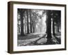 Autumnal Scene-null-Framed Photographic Print