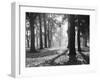 Autumnal Scene-null-Framed Photographic Print