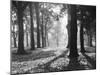 Autumnal Scene-null-Mounted Photographic Print