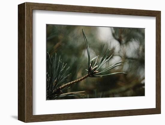 Autumnal Teutoburg Forest.-Nadja Jacke-Framed Photographic Print