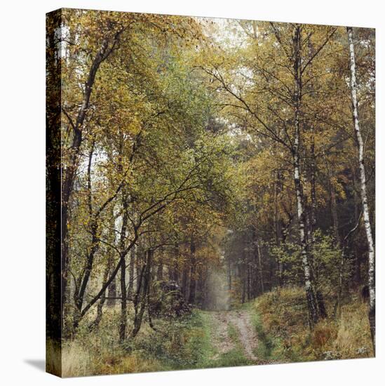 Autumnal Teutoburg Forest.-Nadja Jacke-Stretched Canvas