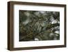 Autumnal Teutoburg Forest.-Nadja Jacke-Framed Photographic Print