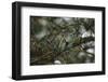 Autumnal Teutoburg Forest.-Nadja Jacke-Framed Photographic Print