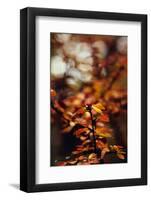 Autumnal Teutoburg Forest.-Nadja Jacke-Framed Photographic Print