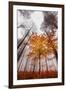 Autumnal tints-Philippe Sainte-Laudy-Framed Premium Photographic Print