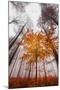 Autumnal tints-Philippe Sainte-Laudy-Mounted Premium Photographic Print