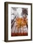 Autumnal tints-Philippe Sainte-Laudy-Framed Photographic Print