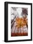 Autumnal tints-Philippe Sainte-Laudy-Framed Photographic Print