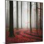 Autumnal Tracks-Carsten Meyerdierks-Mounted Photographic Print