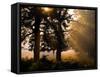 Autumnal Trees and Mist-Alex Saberi-Framed Stretched Canvas