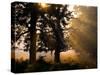 Autumnal Trees and Mist-Alex Saberi-Stretched Canvas