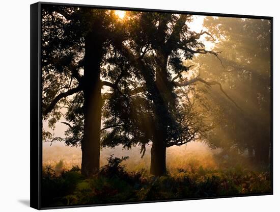 Autumnal Trees and Mist-Alex Saberi-Framed Stretched Canvas