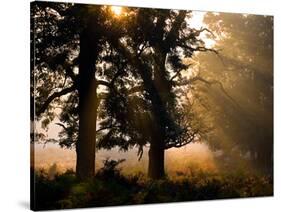 Autumnal Trees and Mist-Alex Saberi-Stretched Canvas