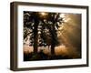 Autumnal Trees and Mist-Alex Saberi-Framed Photographic Print