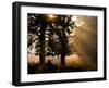 Autumnal Trees and Mist-Alex Saberi-Framed Photographic Print