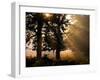 Autumnal Trees and Mist-Alex Saberi-Framed Photographic Print