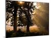 Autumnal Trees and Mist-Alex Saberi-Mounted Photographic Print