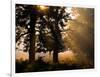 Autumnal Trees and Mist-Alex Saberi-Framed Photographic Print