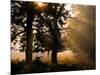 Autumnal Trees and Mist-Alex Saberi-Mounted Photographic Print