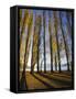 Autumnal Trees by Lake Wanaka, Otago, South Island, New Zealand-Dominic Webster-Framed Stretched Canvas