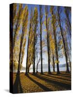 Autumnal Trees by Lake Wanaka, Otago, South Island, New Zealand-Dominic Webster-Stretched Canvas