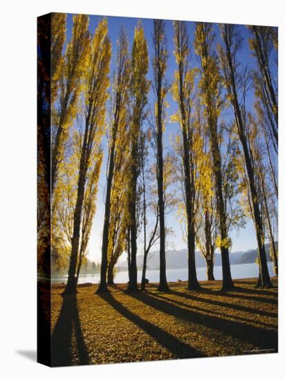 Autumnal Trees by Lake Wanaka, Otago, South Island, New Zealand-Dominic Webster-Stretched Canvas