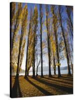 Autumnal Trees by Lake Wanaka, Otago, South Island, New Zealand-Dominic Webster-Stretched Canvas