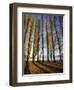 Autumnal Trees by Lake Wanaka, Otago, South Island, New Zealand-Dominic Webster-Framed Photographic Print