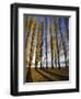 Autumnal Trees by Lake Wanaka, Otago, South Island, New Zealand-Dominic Webster-Framed Photographic Print