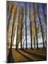 Autumnal Trees by Lake Wanaka, Otago, South Island, New Zealand-Dominic Webster-Mounted Photographic Print