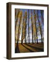 Autumnal Trees by Lake Wanaka, Otago, South Island, New Zealand-Dominic Webster-Framed Photographic Print