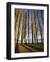 Autumnal Trees by Lake Wanaka, Otago, South Island, New Zealand-Dominic Webster-Framed Photographic Print