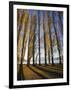 Autumnal Trees by Lake Wanaka, Otago, South Island, New Zealand-Dominic Webster-Framed Photographic Print