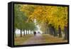 Autumnal Trees, Hyde Park, London, England, United Kingdom, Europe-Stuart Black-Framed Stretched Canvas