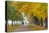 Autumnal Trees, Hyde Park, London, England, United Kingdom, Europe-Stuart Black-Stretched Canvas