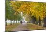 Autumnal Trees, Hyde Park, London, England, United Kingdom, Europe-Stuart Black-Mounted Photographic Print