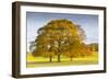 Autumnal trees in Chatsworth Park, Peak District National Park, Derbyshire, England, United Kingdom-Frank Fell-Framed Photographic Print