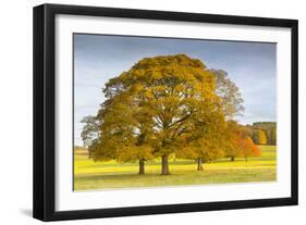 Autumnal trees in Chatsworth Park, Peak District National Park, Derbyshire, England, United Kingdom-Frank Fell-Framed Photographic Print