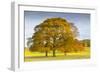 Autumnal trees in Chatsworth Park, Peak District National Park, Derbyshire, England, United Kingdom-Frank Fell-Framed Photographic Print