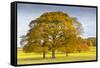 Autumnal trees in Chatsworth Park, Peak District National Park, Derbyshire, England, United Kingdom-Frank Fell-Framed Stretched Canvas