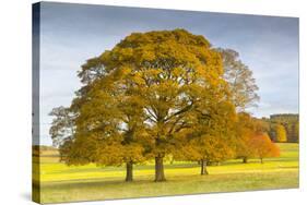 Autumnal trees in Chatsworth Park, Peak District National Park, Derbyshire, England, United Kingdom-Frank Fell-Stretched Canvas