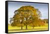 Autumnal trees in Chatsworth Park, Peak District National Park, Derbyshire, England, United Kingdom-Frank Fell-Framed Stretched Canvas