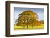 Autumnal trees in Chatsworth Park, Peak District National Park, Derbyshire, England, United Kingdom-Frank Fell-Framed Photographic Print