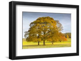 Autumnal trees in Chatsworth Park, Peak District National Park, Derbyshire, England, United Kingdom-Frank Fell-Framed Photographic Print