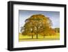 Autumnal trees in Chatsworth Park, Peak District National Park, Derbyshire, England, United Kingdom-Frank Fell-Framed Photographic Print